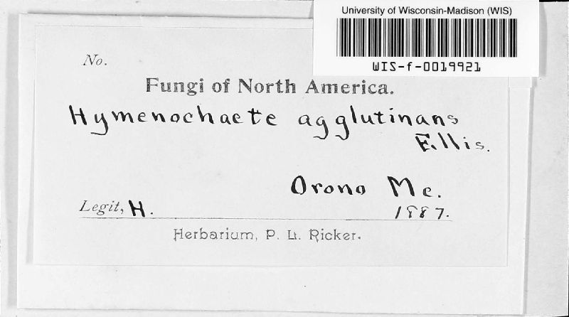 Hymenochaete agglutinans image