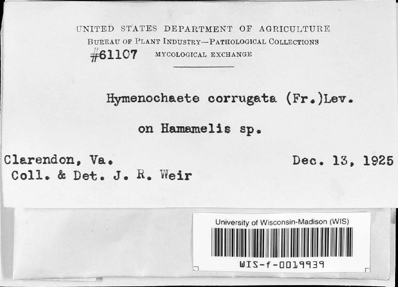 Hymenochaete corrugata image