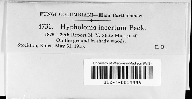 Hypholoma incertum image
