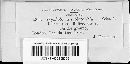 Hypholoma sublateritium image