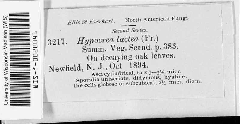 Hypocrea lactea image