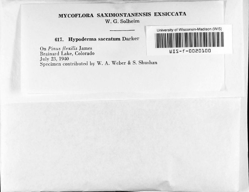 Hypoderma saccatum image