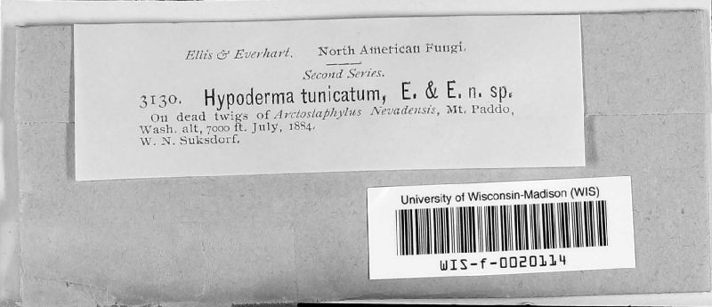 Hypoderma tunicatum image