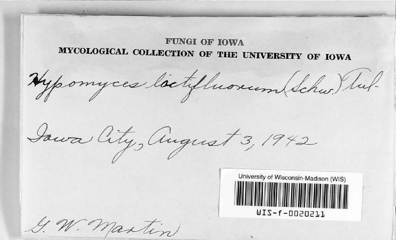 Hypomyces image