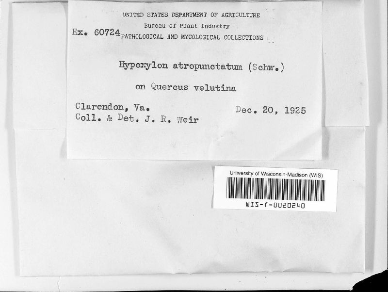 Hypoxylon atropunctatum image