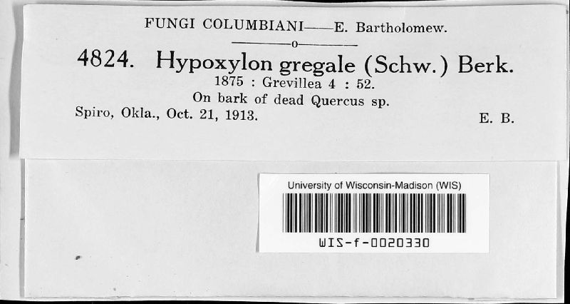 Hypoxylon gregale image