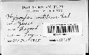 Image of Hypoxylon rutilum