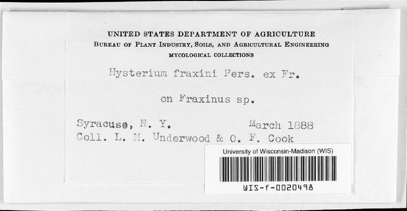Hysterium fraxini image