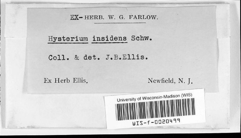 Hysterium insidens image