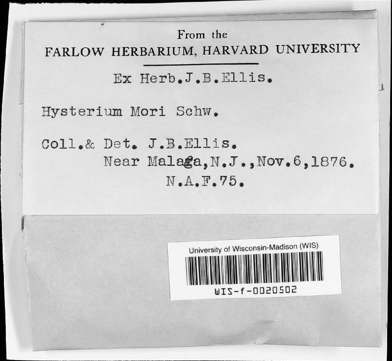Hysterium mori image