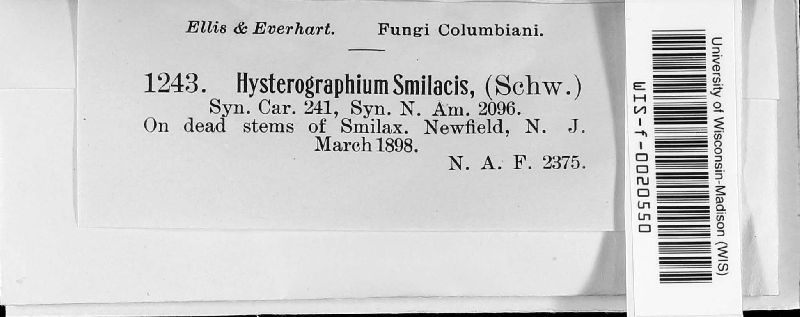 Hysterobrevium image