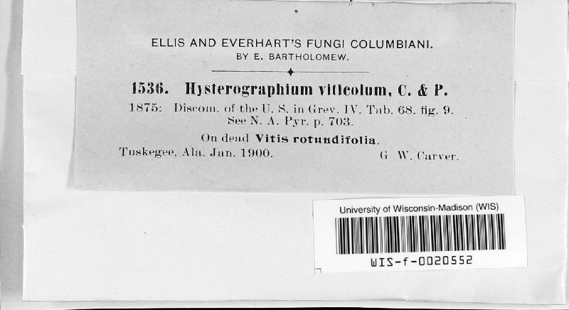 Hysterographium viticola image