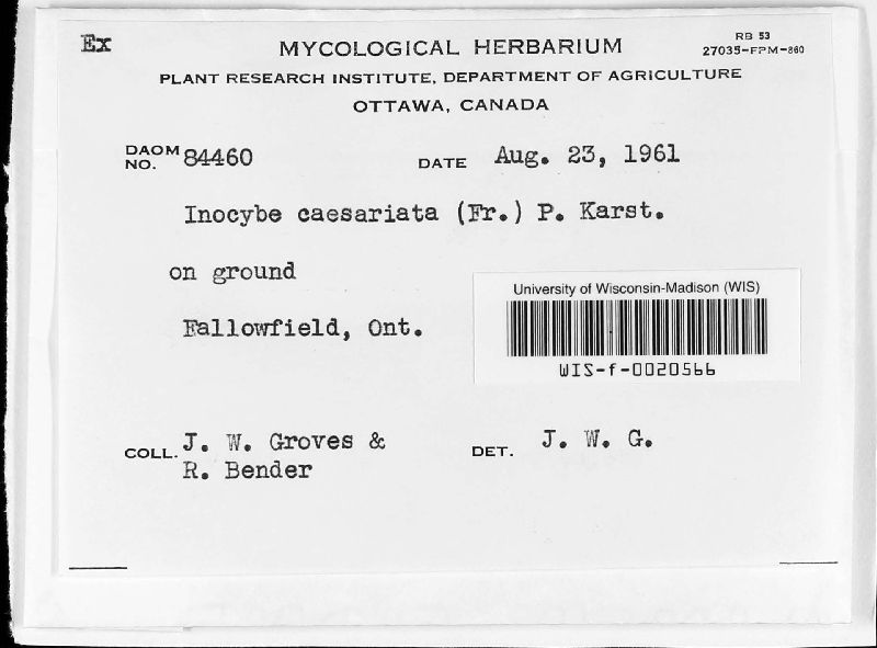 Inocybe caesariata image