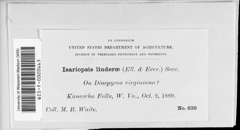 Isariopsis linderae image