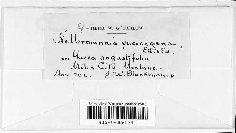Kellermania image