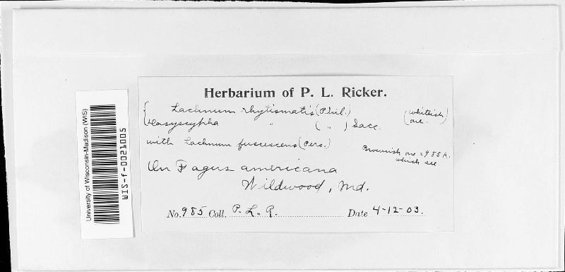 Lachnum rhytismatis image