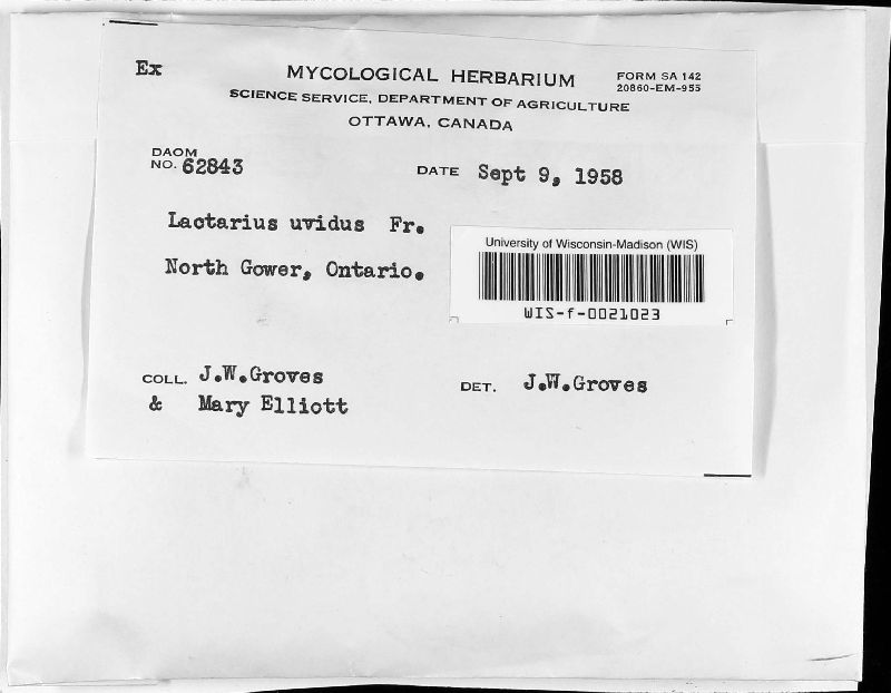 Lactarius uvidus image