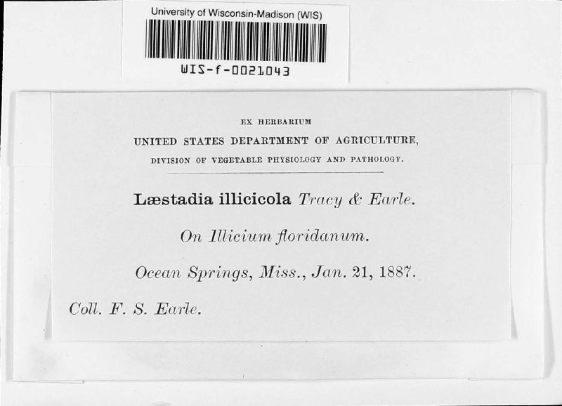 Laestadia illicicola image