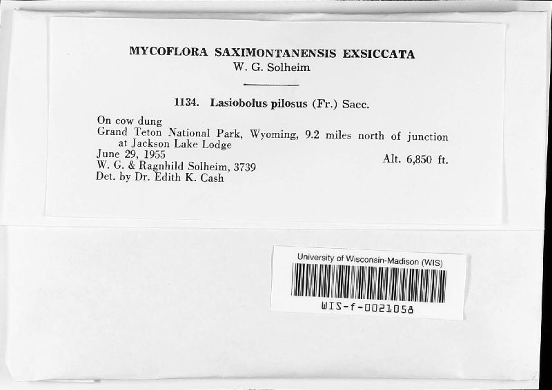 Lasiobolus image