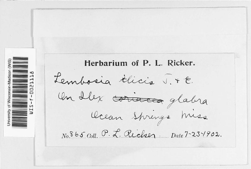 Lembosia ilicis image