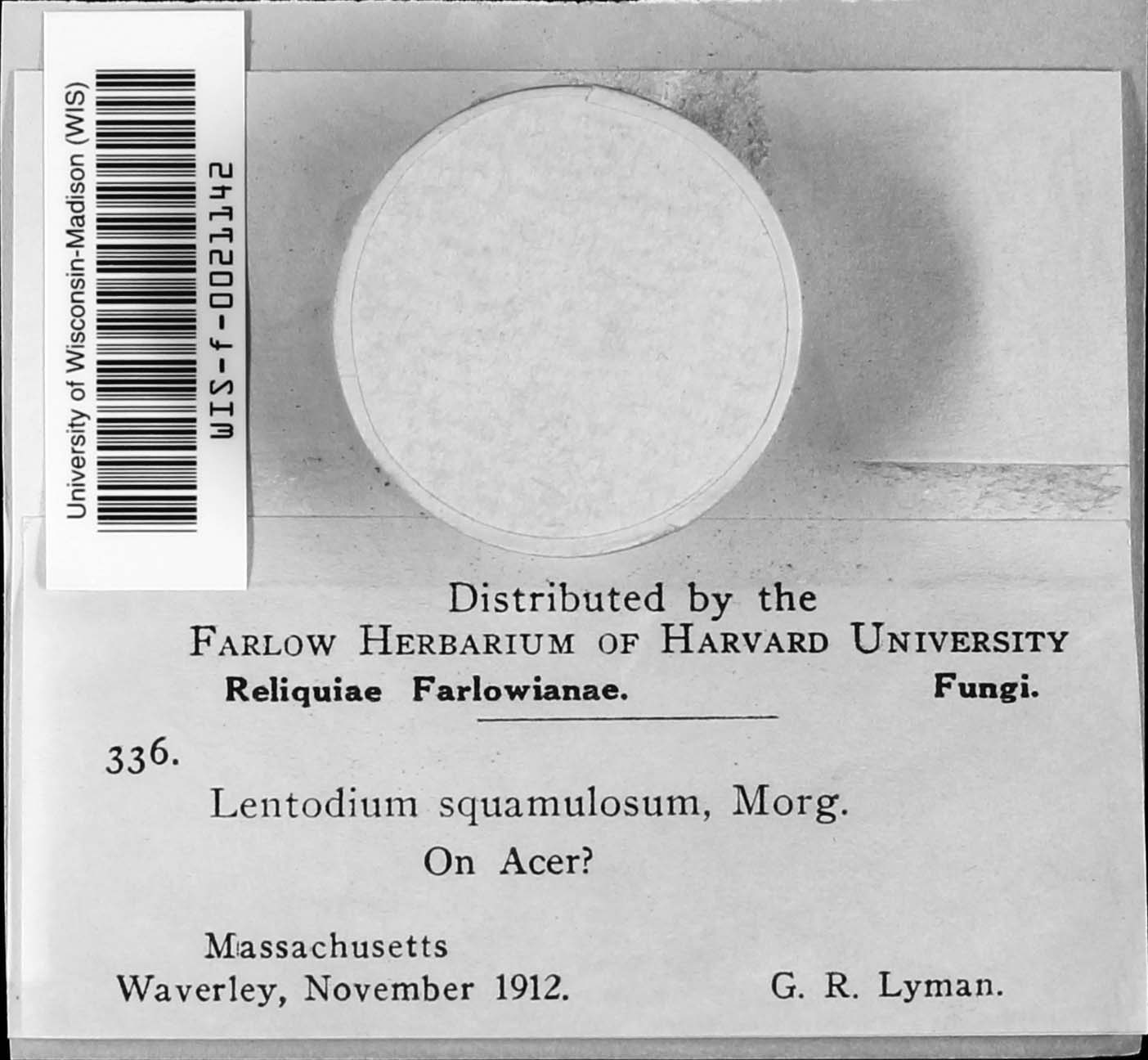 Lentodium image