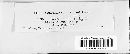 Lenzites betulina image
