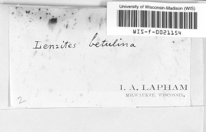 Lenzites betulina image
