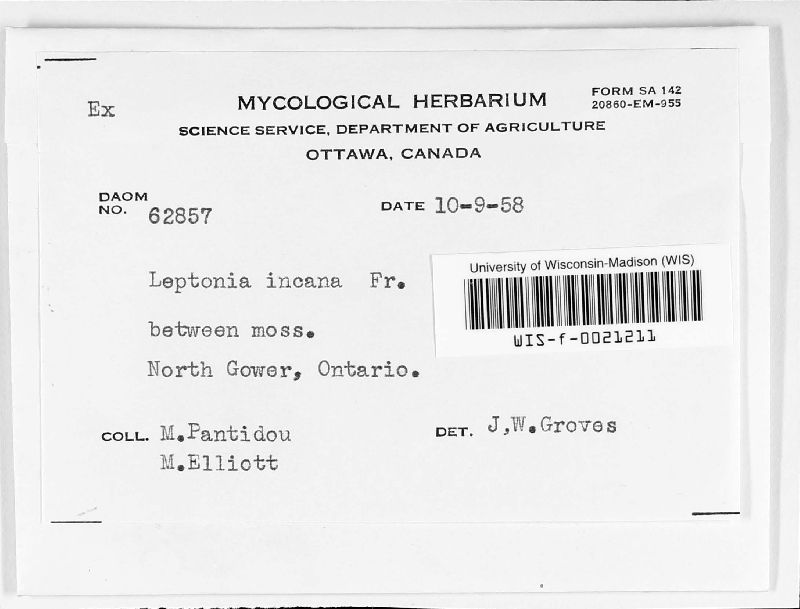 Leptonia incana image