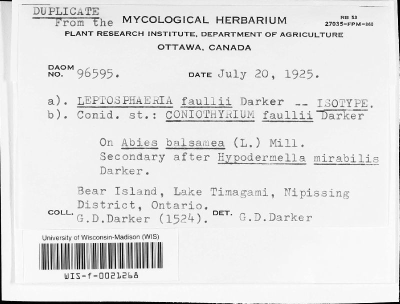 Leptosphaeria faullii image