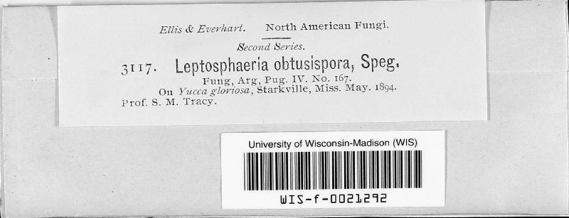 Leptosphaeriaceae image