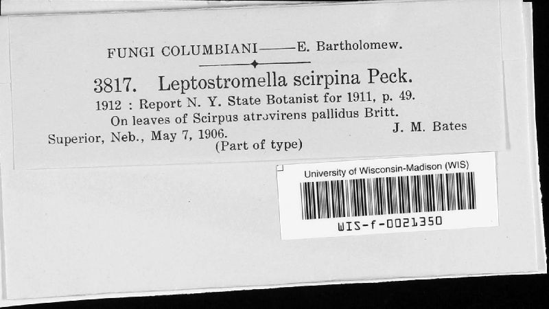 Leptostromella image
