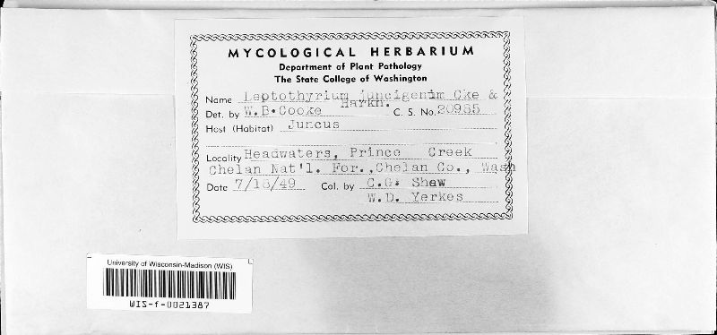 Melanconium juncinum image