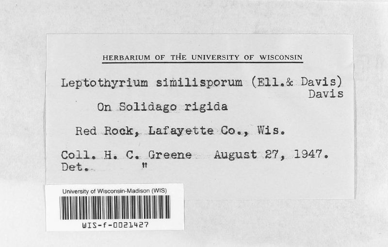 Leptothyrium similisporum image