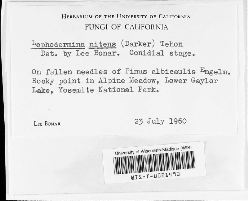 Lophodermina nitens image