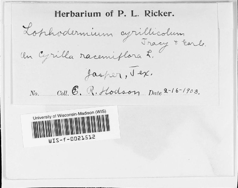 Lophodermium cyrillicola image