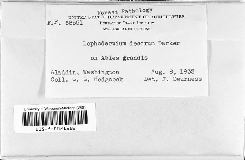 Lophodermium decorum image