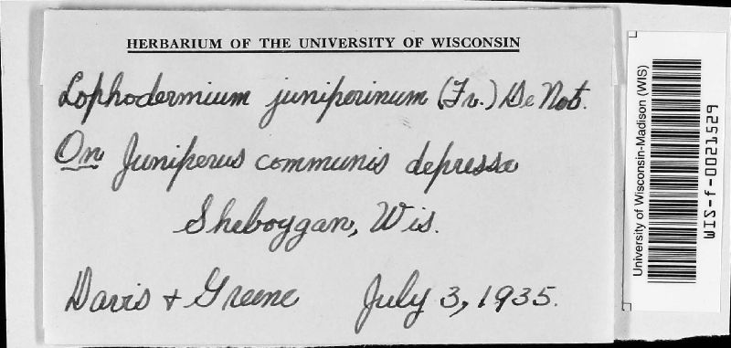 Lophodermium juniperinum image
