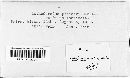 Lophodermium nitens image
