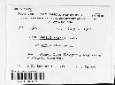 Lophodermium nitens image