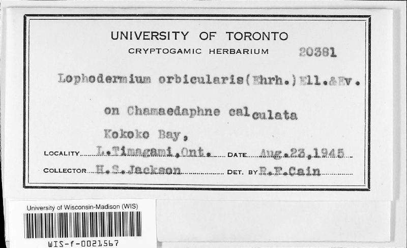Lophodermium orbiculare image