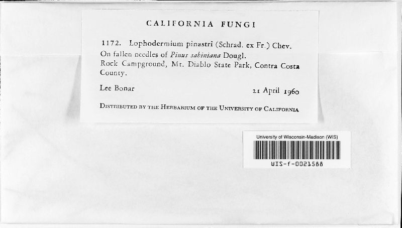 Lophodermium pinastri image