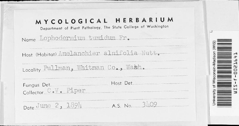 Lophodermium tumidum image