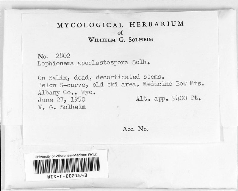 Lophionema apoclastospora image
