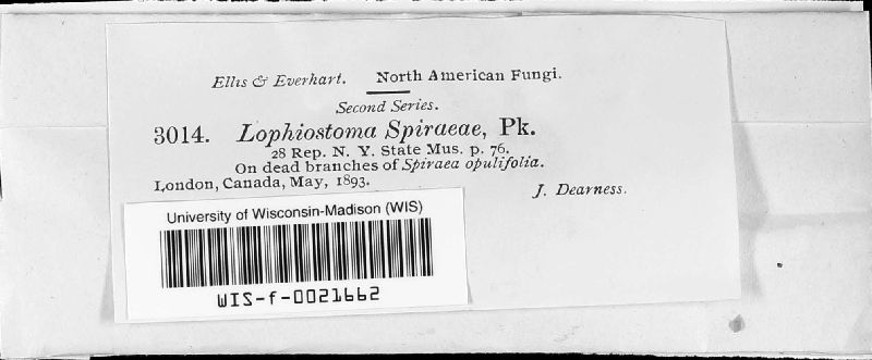 Lophiostoma spiraeae image