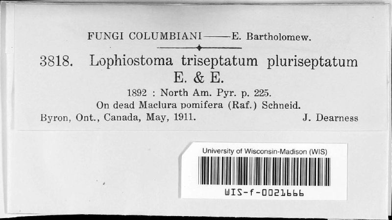 Lophiostoma triseptatum var. pluriseptatum image