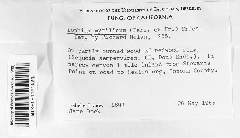 Lophium mytilinum image