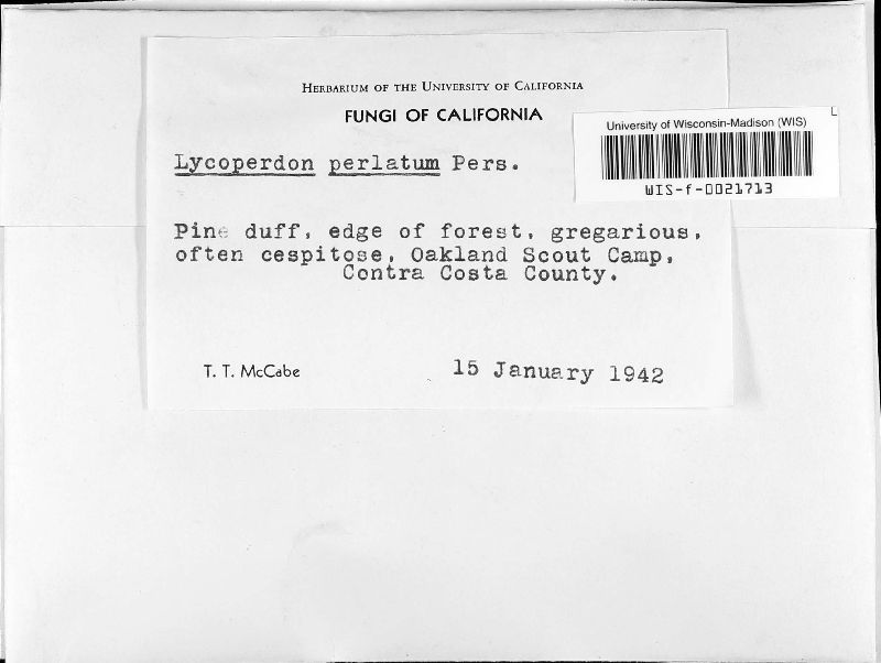 Agaricaceae image