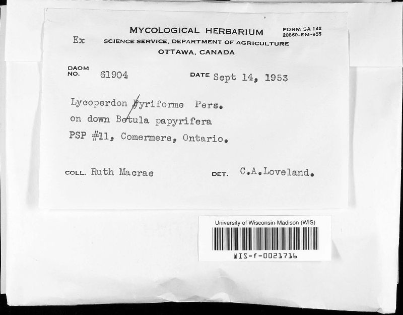 Lycoperdon image