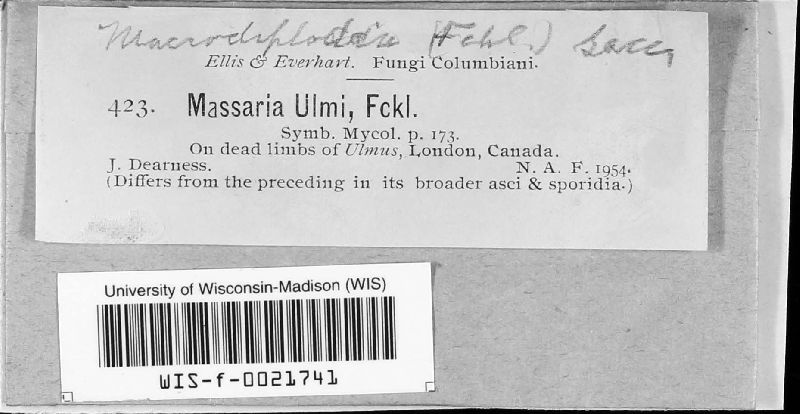Massaria ulmi image