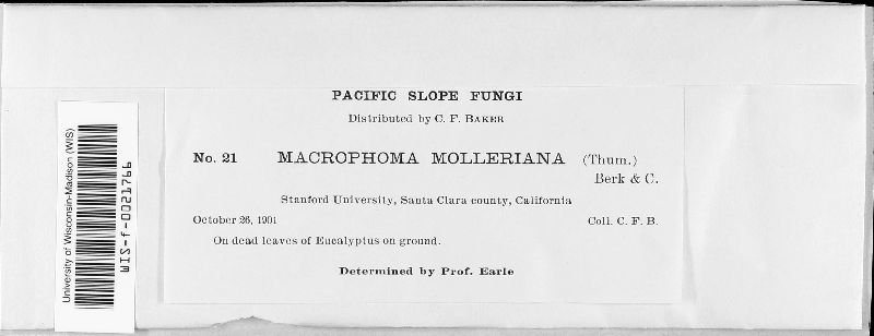Macrophoma molleriana image